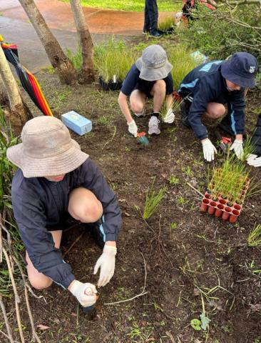 Tree Planting