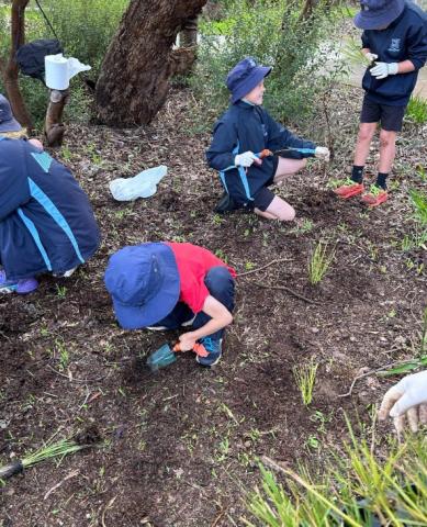 Tree Planting