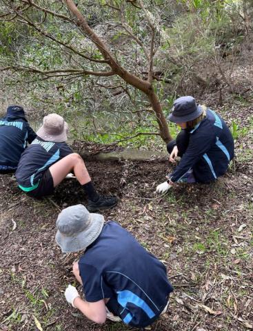 Tree Planting